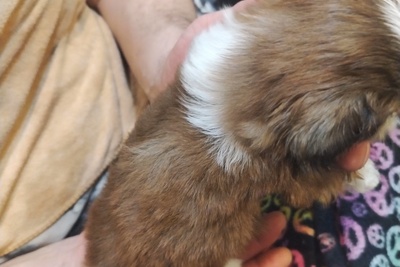 Мальчик Шит-цу