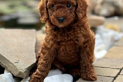 Той пудель девочка и мальчик