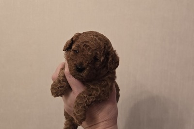 Мальчик Той пуделя с родословной