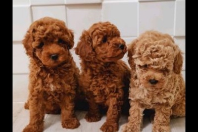 Мальтипу мальчик