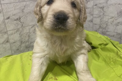 Золотистый ретривер с родословной