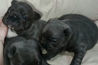 Бульдог французский