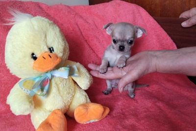 Чихуахуа МИНИ мальчик