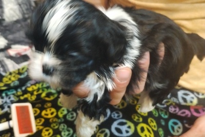 Девочка Шит-цу