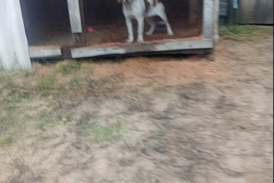 Продам эстонскую гончую