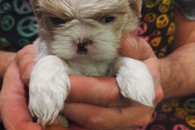 Девочка Шит-цу