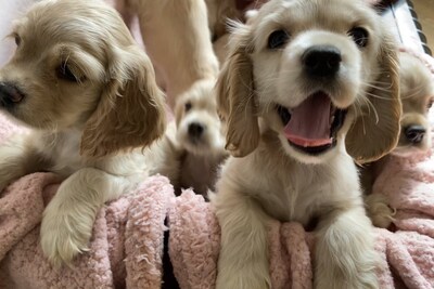 Американский кокер-сраниель