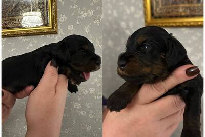 Щенки той-пудель