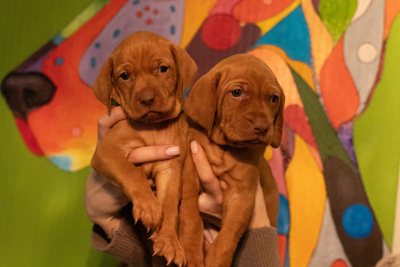 Щенки выжлы от титулованных родителей