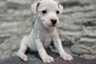 Породные щенки Джек Рассел Терьер