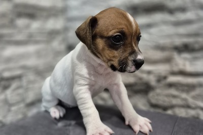 Породные щенки Джек Рассел Терьер