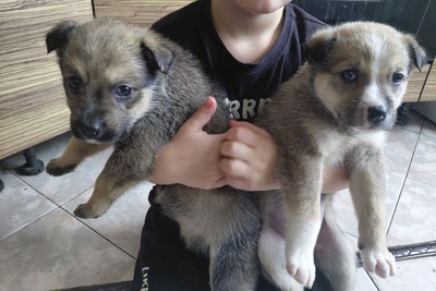 Щенок в добрые руки