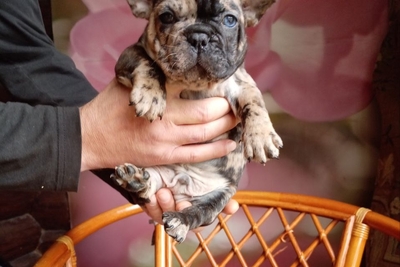 Французский бульдог.