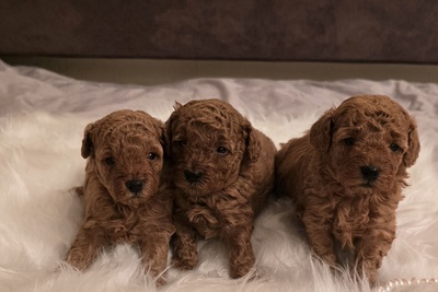 Мальчики той и миниатюра красного пуделя с родословной.