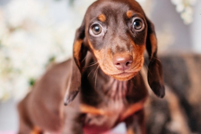 Такса кроличья