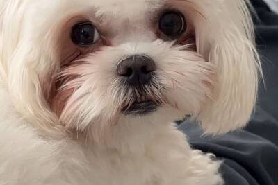 Щенки мальтийской болонки 1 девочка 3 мальчика