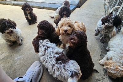 Лаготто-романьоло, великолепные щенки