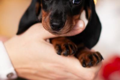 Такса кроличья