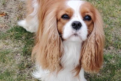 Кобель для Вязки