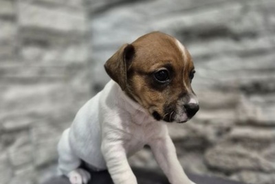 Джек рассел терьер