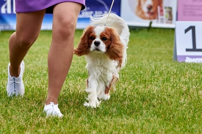 Кавалер Кинг Чарльз Спаниель