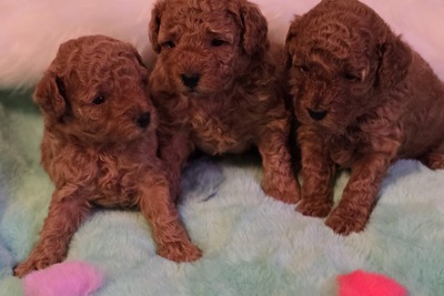 Щенки красного той и миниатюра пуделя с родословной мальчики