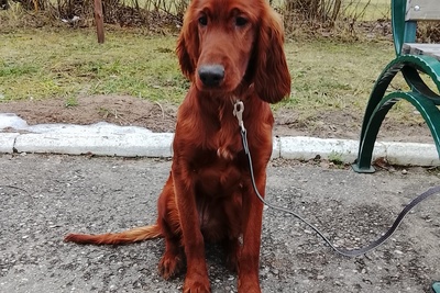 Девочка ирландского сеттера