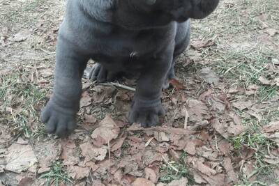 щенки кане корсо