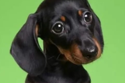 Кроличья такса