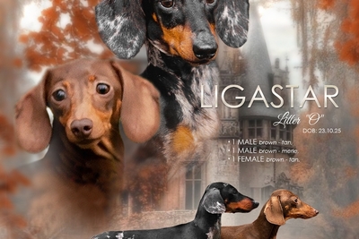 Такса кроличья