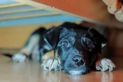 Щенуля Но́ра в добрые руки