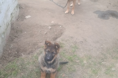 Отдам щенка овчарки ,2-месяца