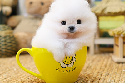 Щенки померанского шпица