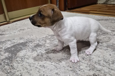 Джек рассел терьер