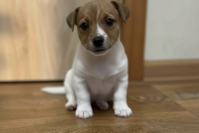 Мальчик Джек Рассе из питомника