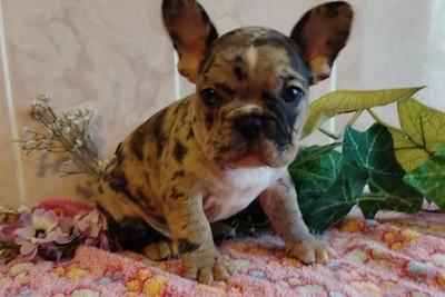 Мальчик французский бульдог.