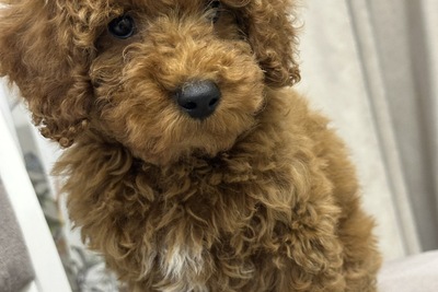 Пудель той мальчик.