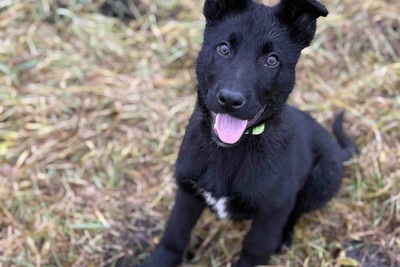 Щенок в дар