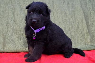 щенки немецкой овчарки длинношерстные