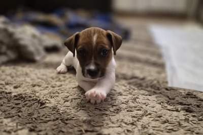 Девочка джек рассел терьер