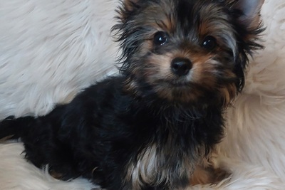 Щенок йоркширского терьера