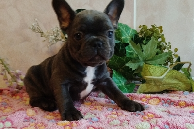 Красивый мальчик французский бульдог
