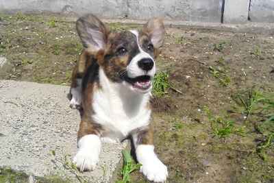 Мальчик корги кардиган