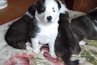 Продам  щенков запсибирской лайки