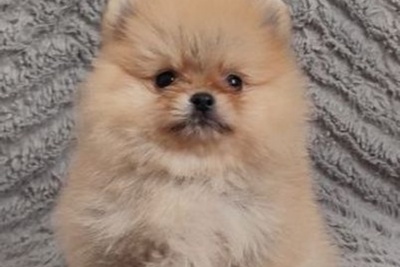 Шпиц мини девочка.