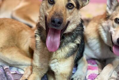 Джонни ищет дом!