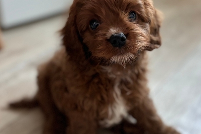 Мальтипу мальчик.