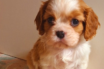 Кавалер кинг чарльз спаниель ДЕВОЧКИ