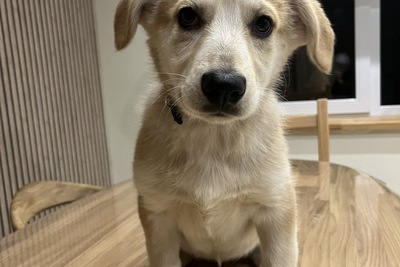 Девочка щенок в дар