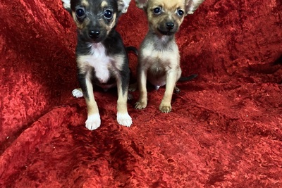 Щенки тойтерьер